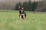 BERGER ALLEMAND 1112